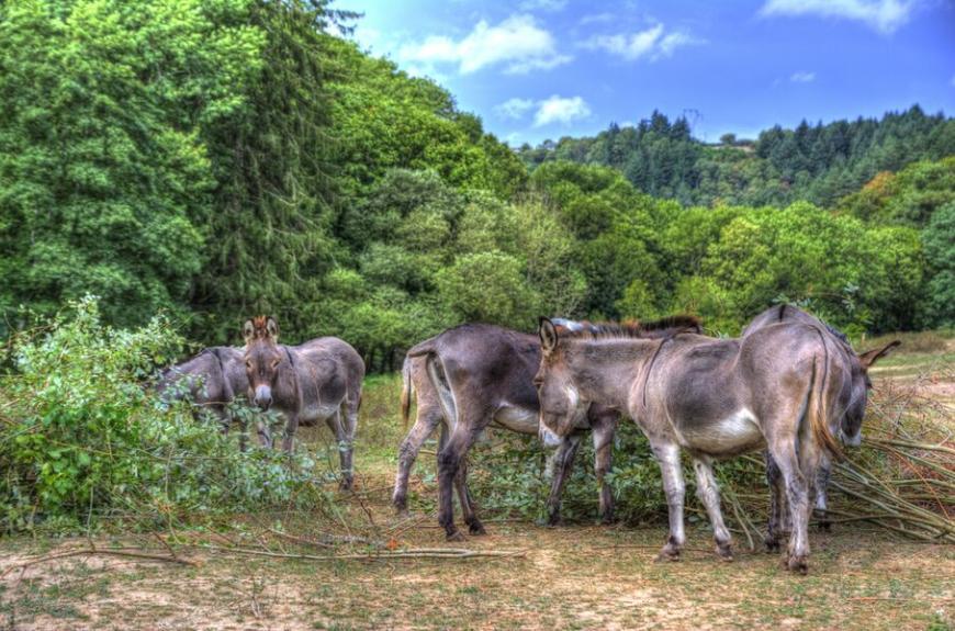 Camping La Bastide d'Albignac ânes