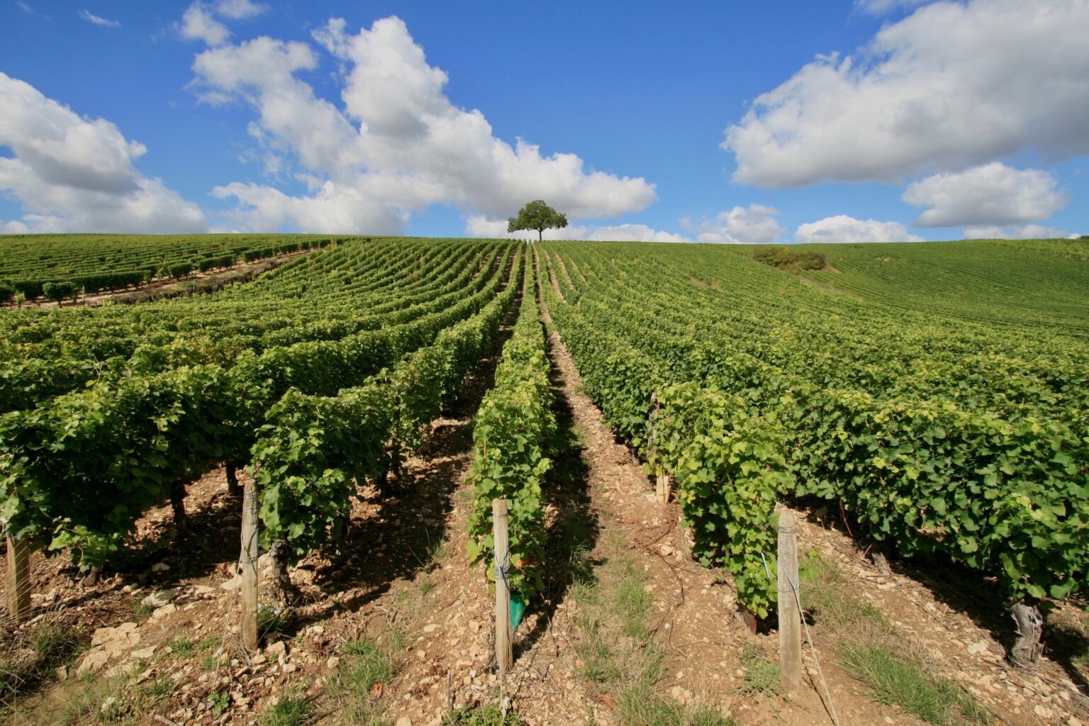 view of the Bastides and Gaillac vineyards in the Tarn department