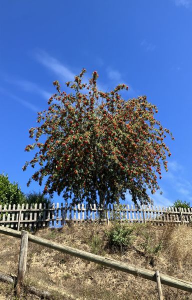PRL des Rives du Lac du Laouzas arbres