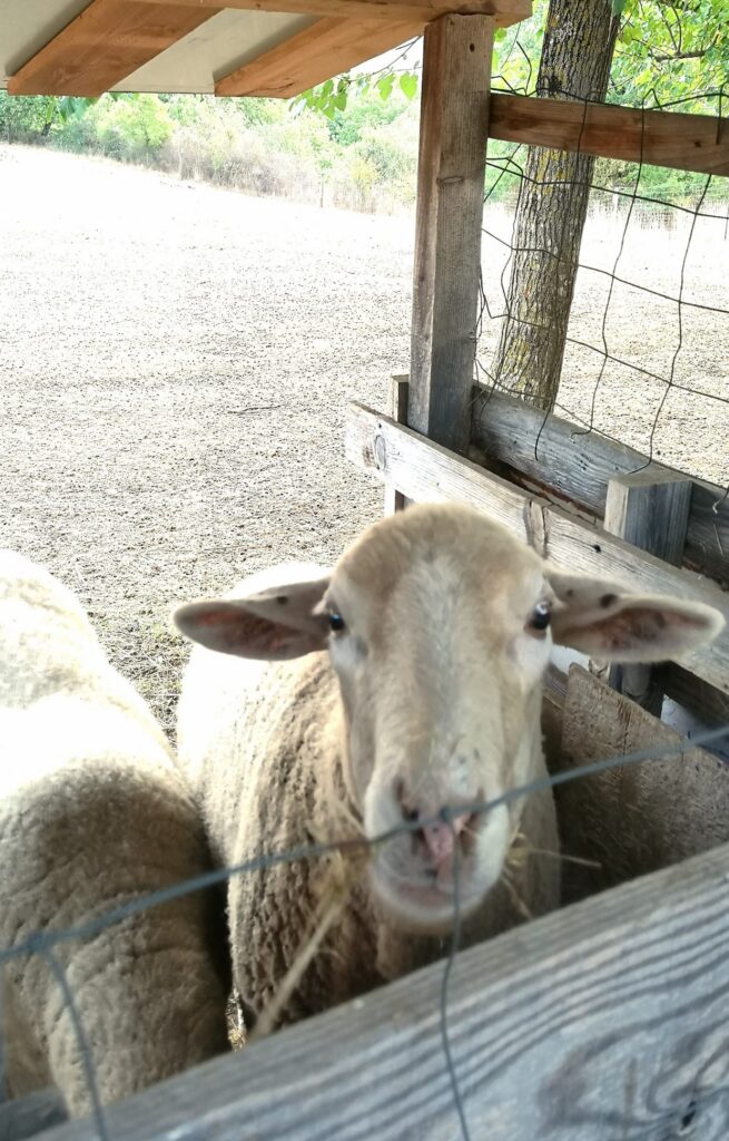 Les Nids de Bonnan moutons