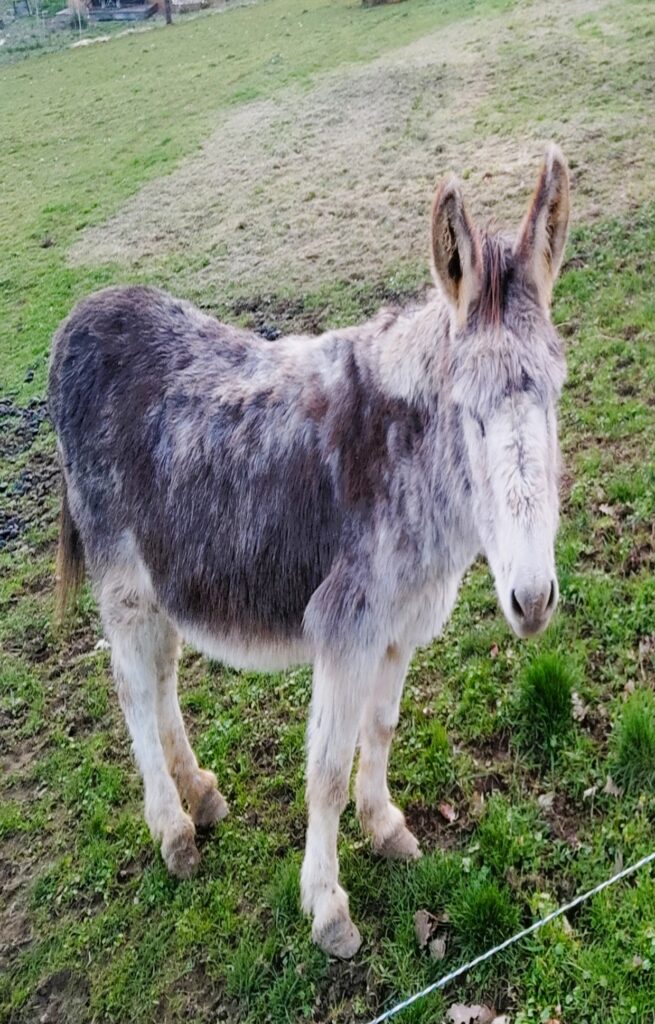 Les Nids de Bonnan ane