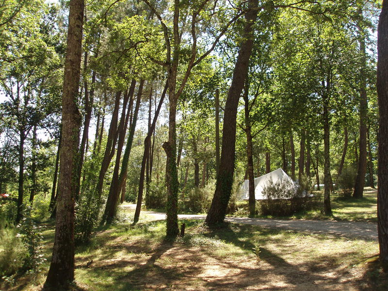 Le Fiscalou Emplacements en forêt