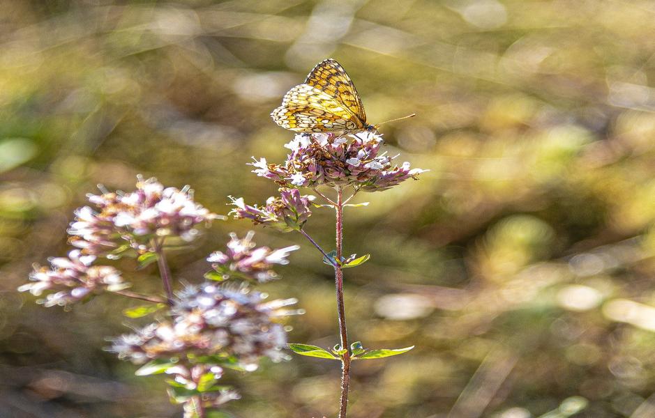 Camping Au Fil du Viaur nature