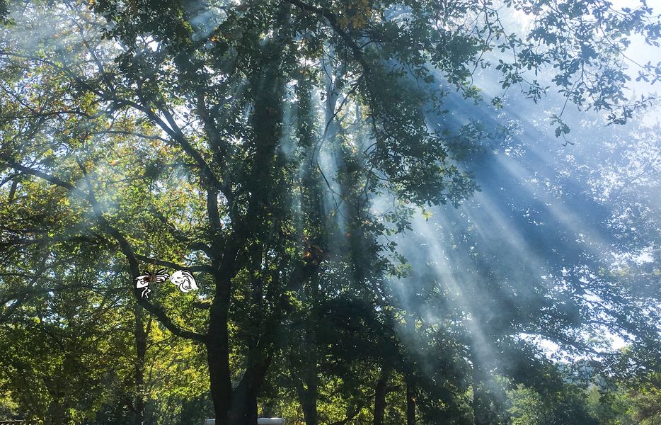 Les Fées du Moulin Lisle Forêt magique