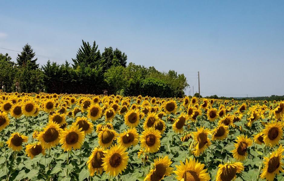 Camping Camp Redon_Livers-Cazelles champs de tournesols